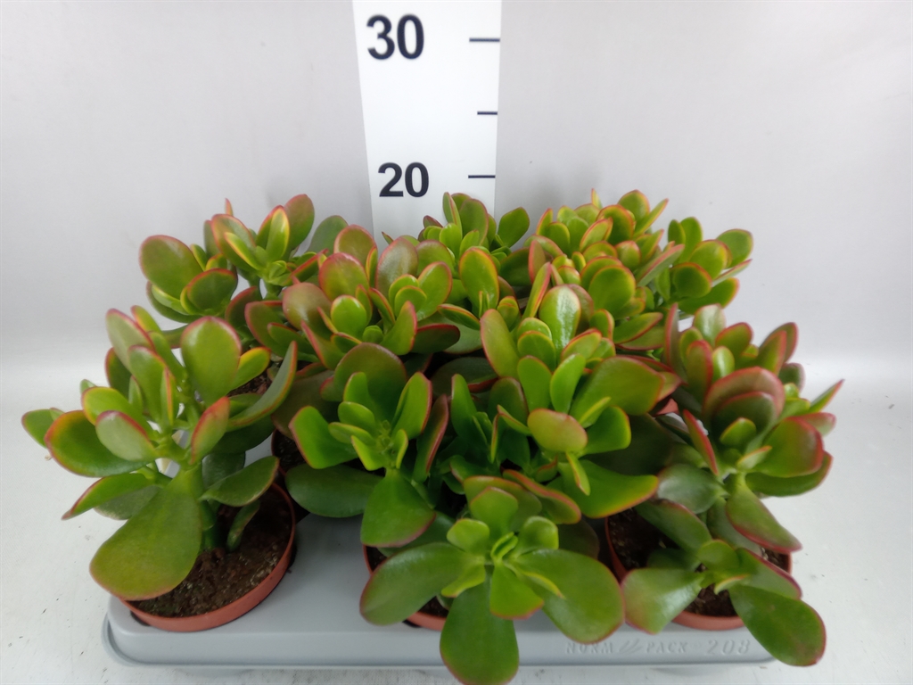 Crassula Sunset 10Ø 20cm