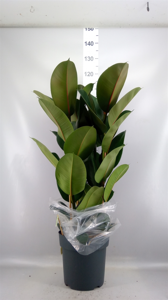 Ficus Robusta 27Ø 105cm