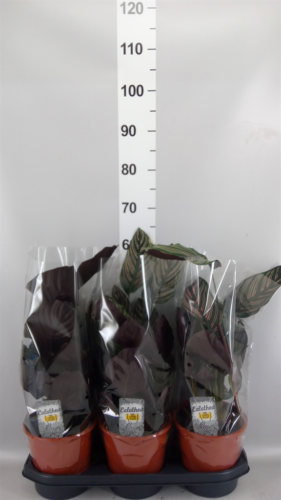 Calathea Sanderiana 19Ø 65cm