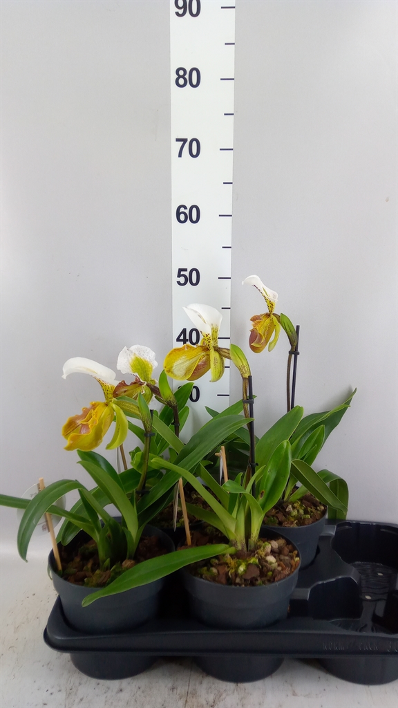 Paphiopedilum America Mix 17Ø 40cm