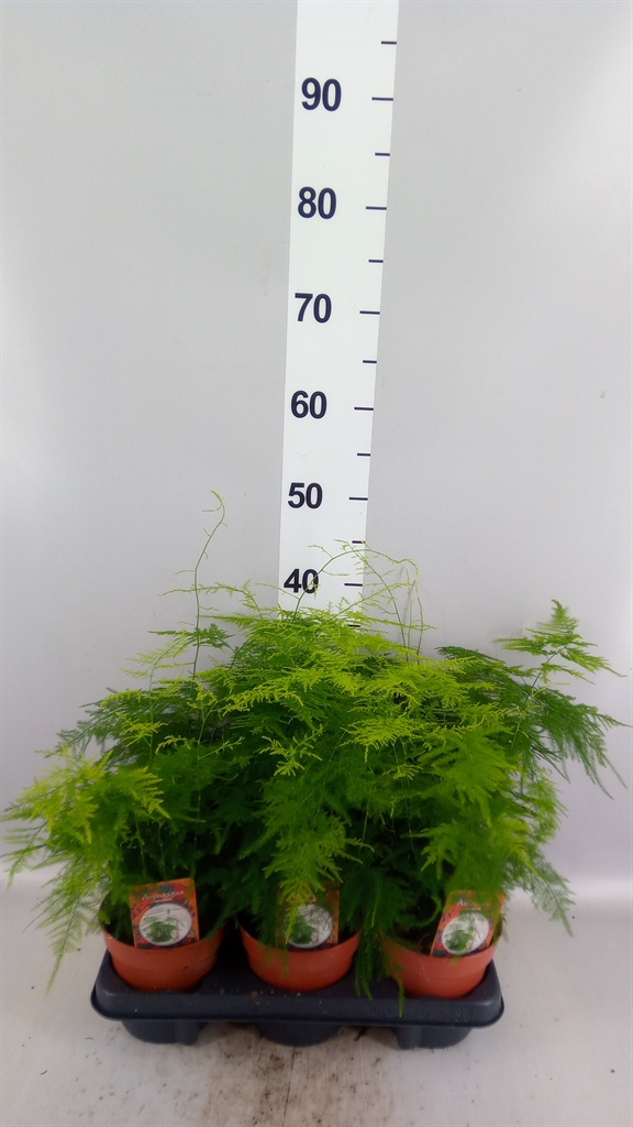 Assssspar Setaceus 13Ø 30cm