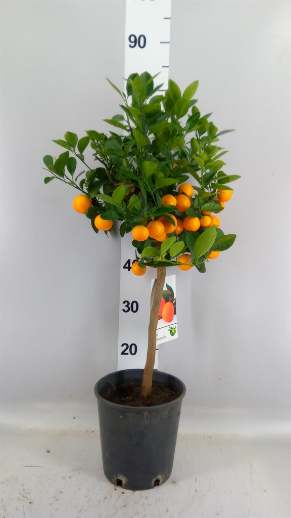 Citrus Microcarpa 19Ø 60cm