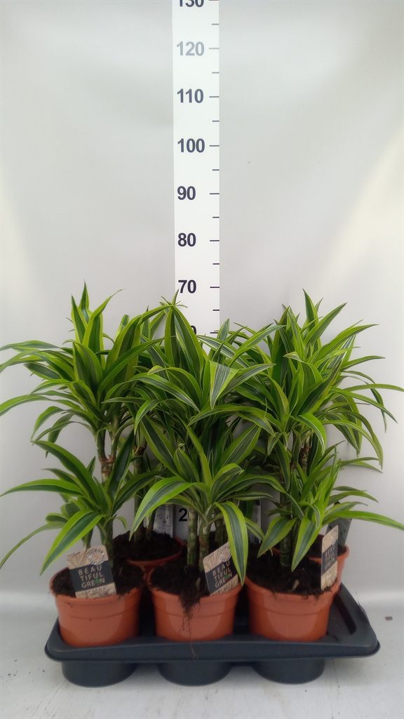Dracaena Lemon Lime 17Ø 70cm