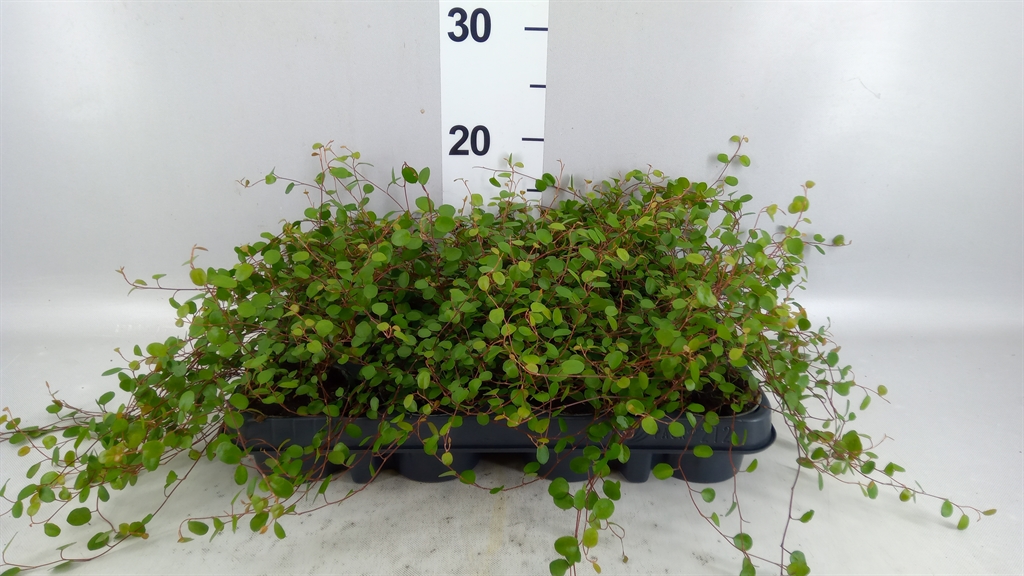 Muehlenbeckia Complexa Golden Girl 8Ø 10cm