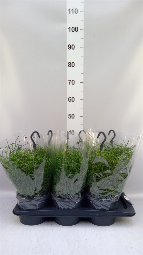 Rhipsalis Easy Sweet 17Ø 25cm
