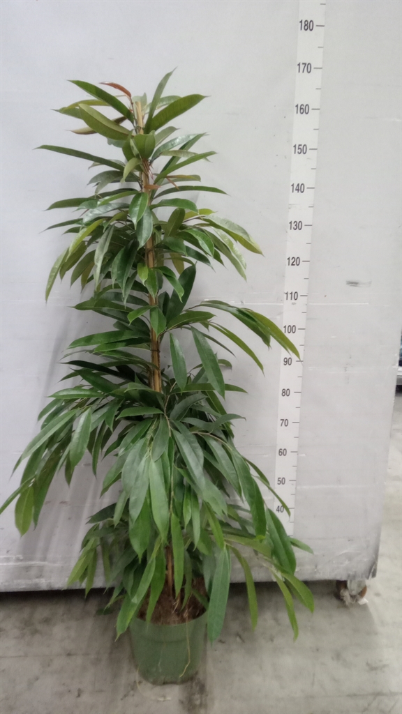 Ficus Amstel King 27Ø 150cm