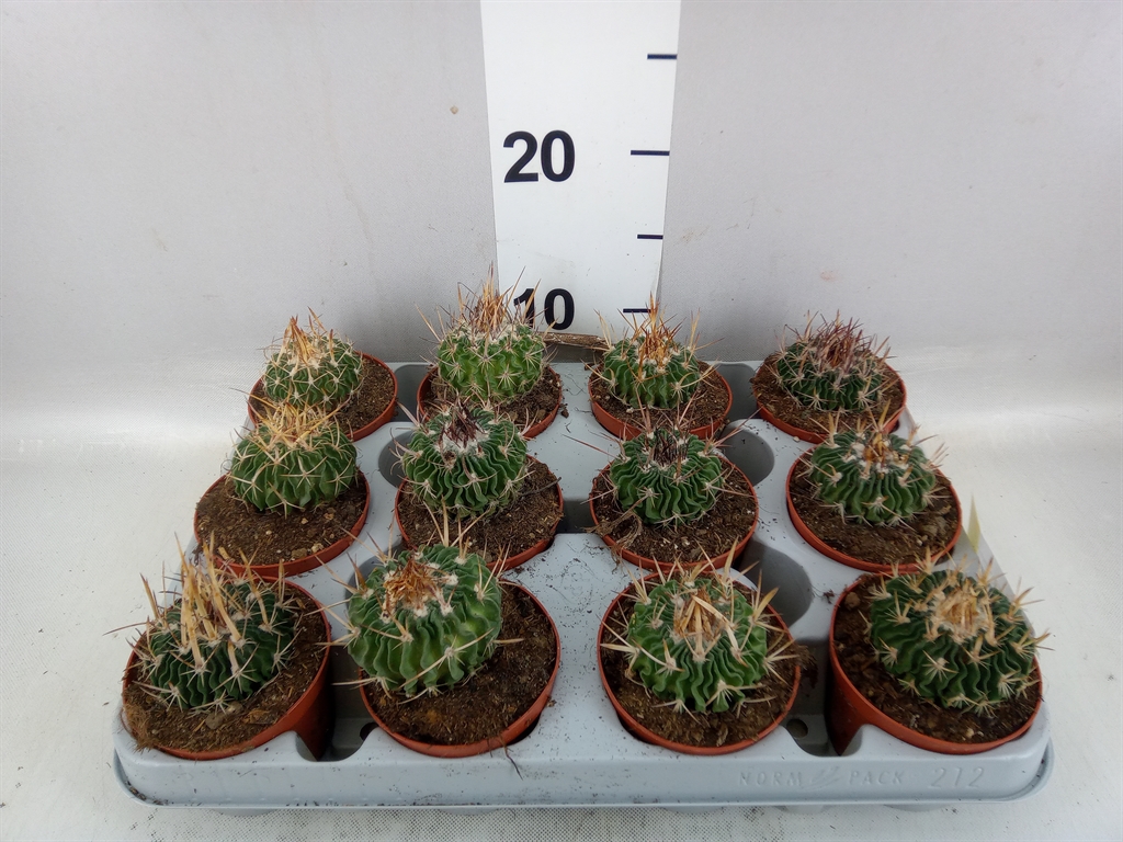 Cactus Overig 508Ø 12cm