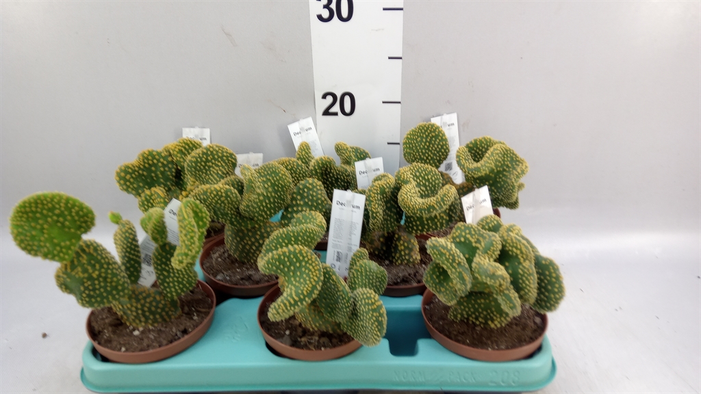Opuntia Mi Cristata 510Ø