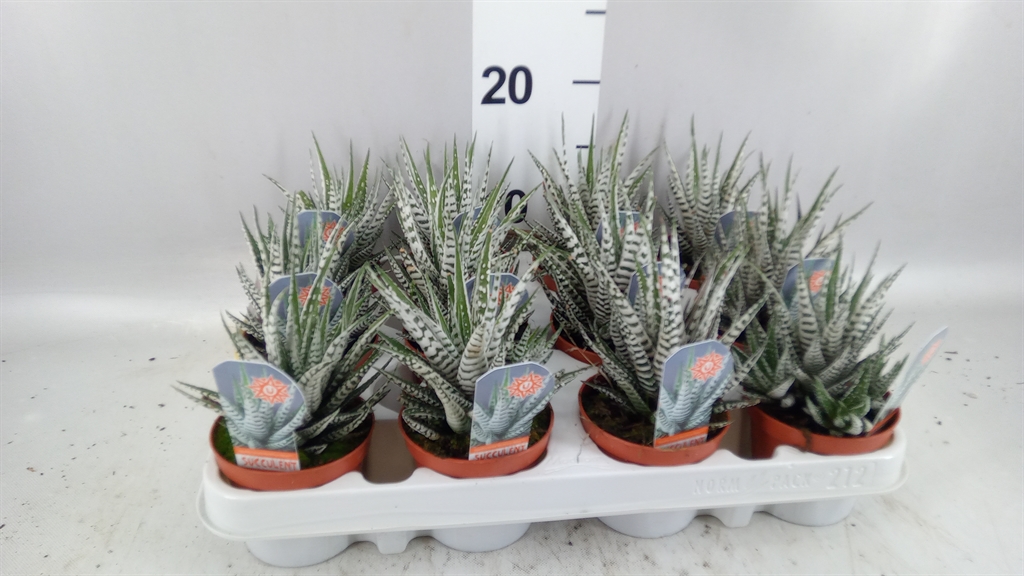 Haworthia Alba 8Ø 14cm