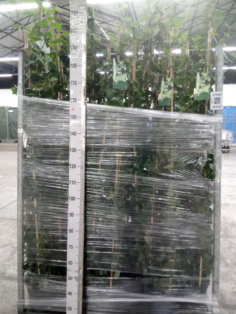 Hedera H Hibernica 24Ø 180cm