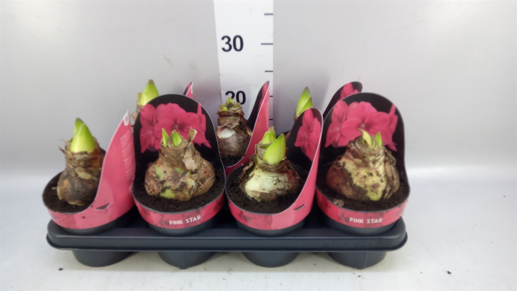 Hippeastrum Lagoon 14Ø 25cm