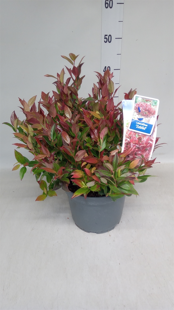 Leucothoe Curly Red 23Ø 40cm