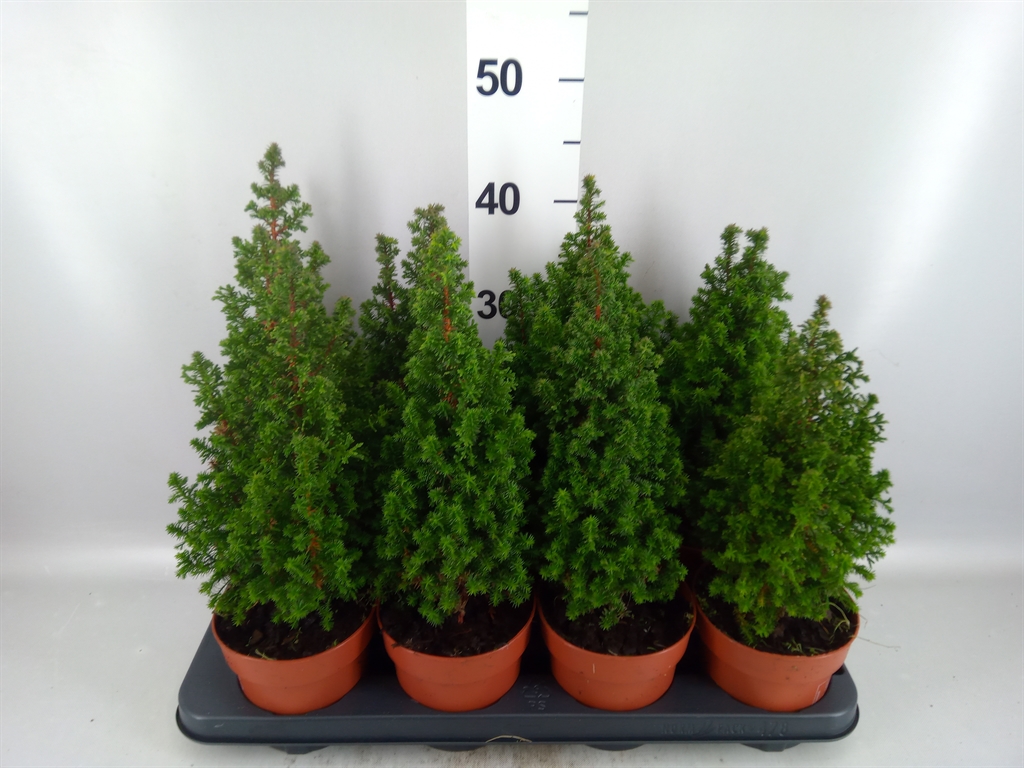 Chamaecyparis Top Point 13Ø 45cm