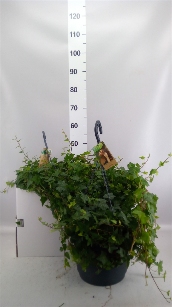Hedera Helix Anna 24Ø 90cm