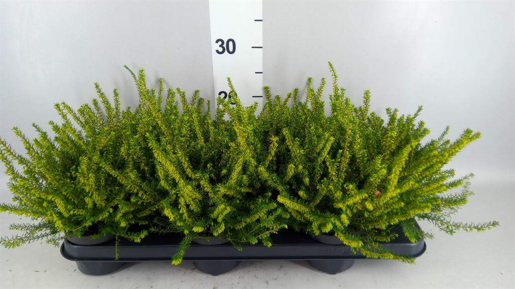 Erica Darleyensis White Perfection 10Ø 20cm