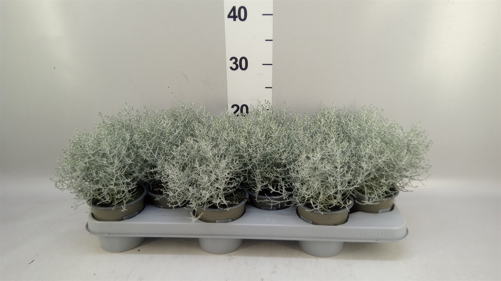 Leucophyta Brownii 11Ø 20cm