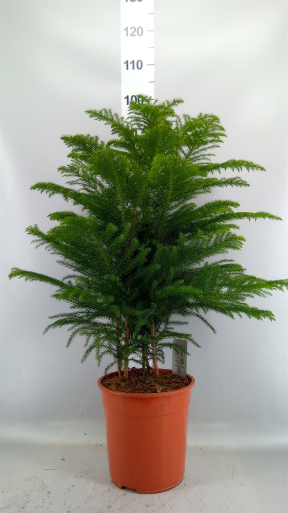 Araucaria Heterophylla 24Ø 100cm