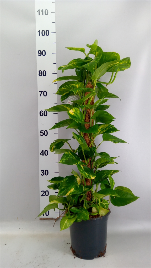 Epipremnum Moss Stick 19Ø 80cm