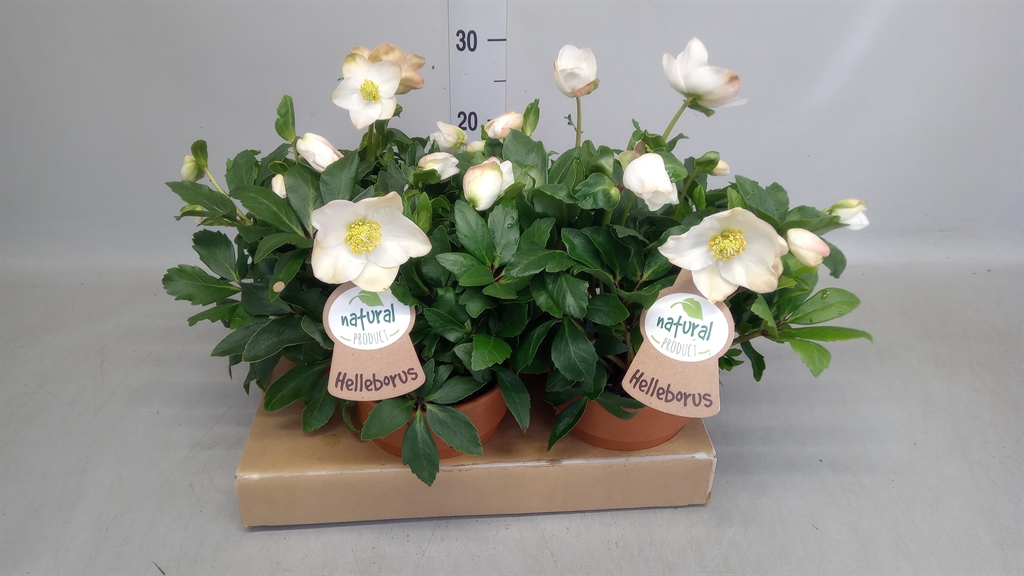 Helleborus Hgc Diva 15Ø 30cm