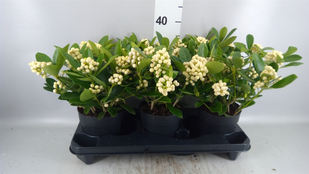 Skim Ja Oberries Whi 15Ø 36cm
