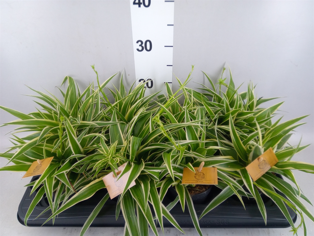 Chlorophytum Ocean 10Ø 20cm