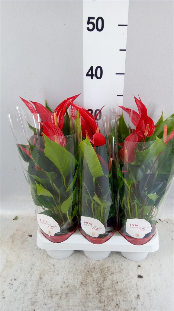 Anthurium Banderola Roja 9Ø 30cm