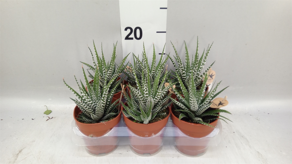Haworthia Big Band 9Ø 22cm