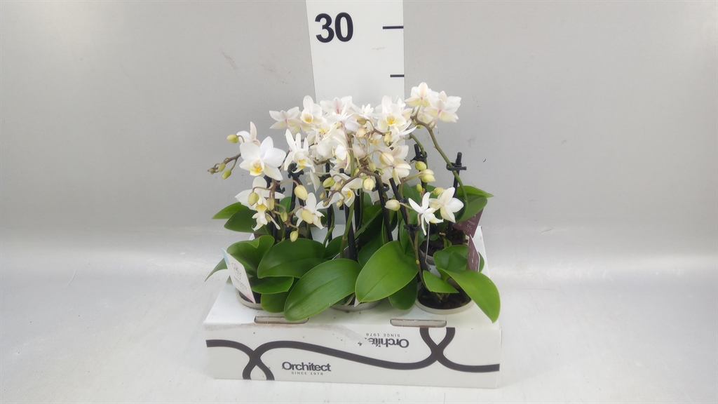 Phalaenopsis Mini 6Ø 17cm 2st