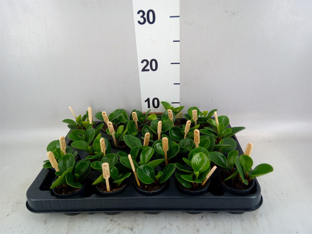 Peperomia Obtusifolia Green Gold 5Ø 10cm