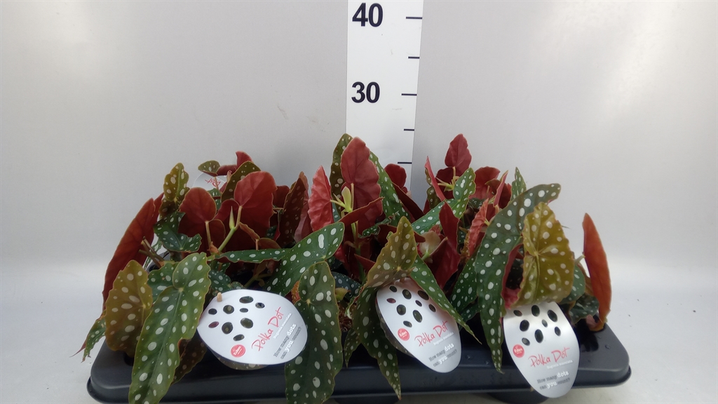 Begonia Maculata 12Ø 20cm