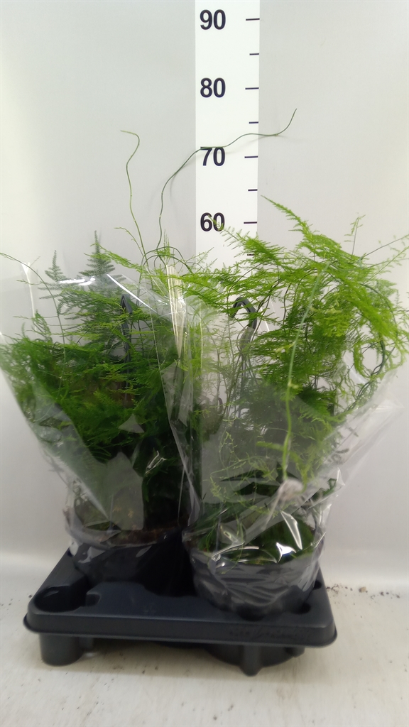 Assssspar Setaceus 19Ø 55cm