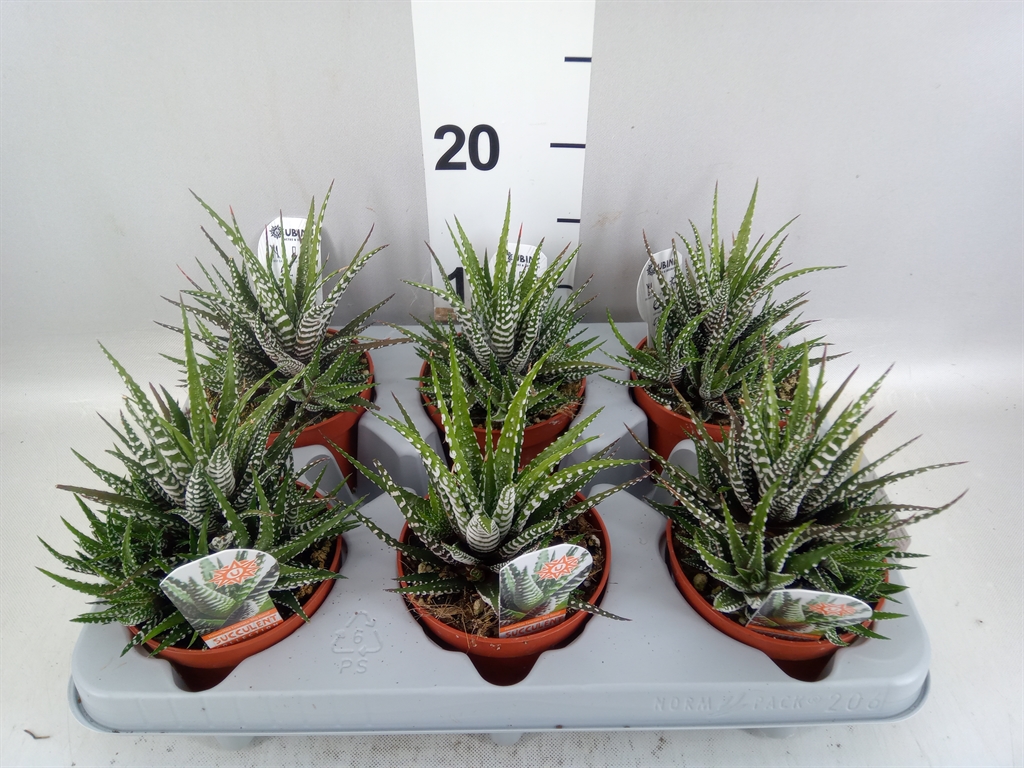 Haworthia Big Band 10Ø 16cm