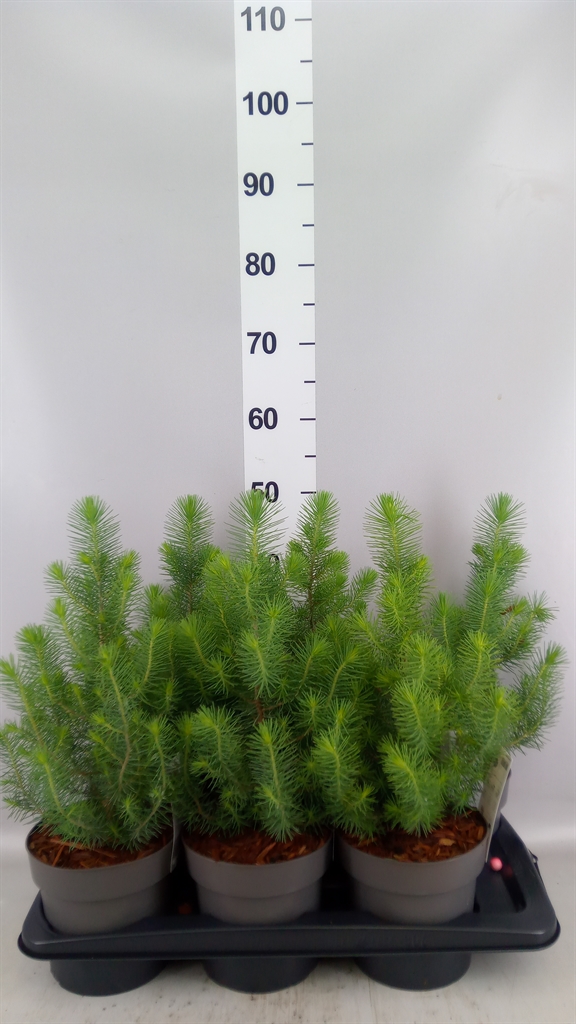 Pinus Silver Crest 17Ø 55cm