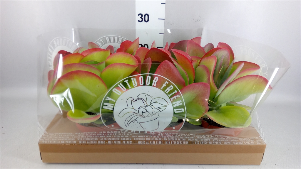 Kalanchoe Thyrsiflora 13Ø 22cm