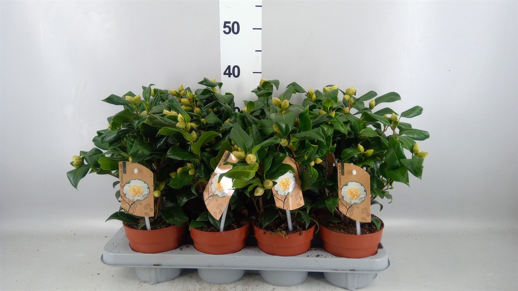 Camellia Japonica Brushfields Yellow 13Ø 35cm