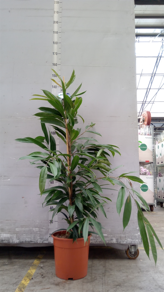Ficus Amstel King 27Ø 140cm