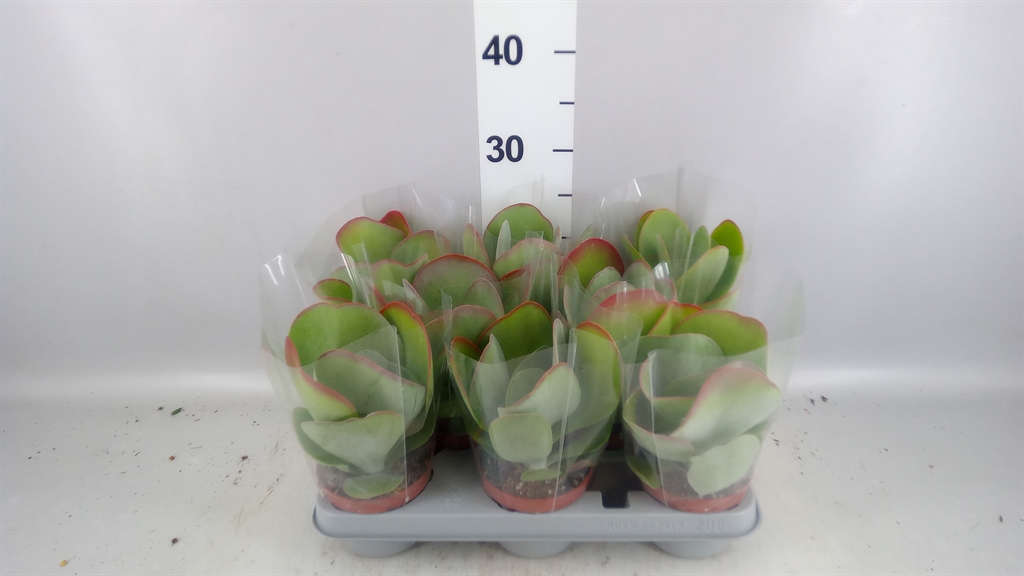 Kalanchoe Red Lips 10Ø 17cm