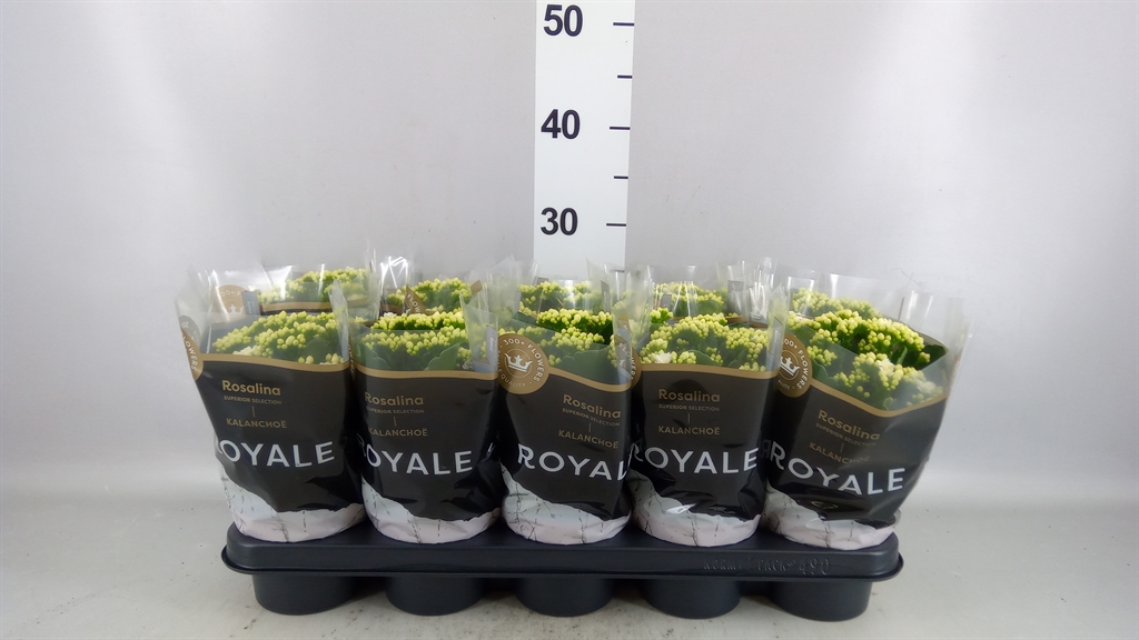 Kalanchoe Double Rosalina Don Dione 12Ø 27cm