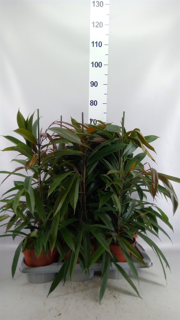 Ficus Amstel King 17Ø 85cm