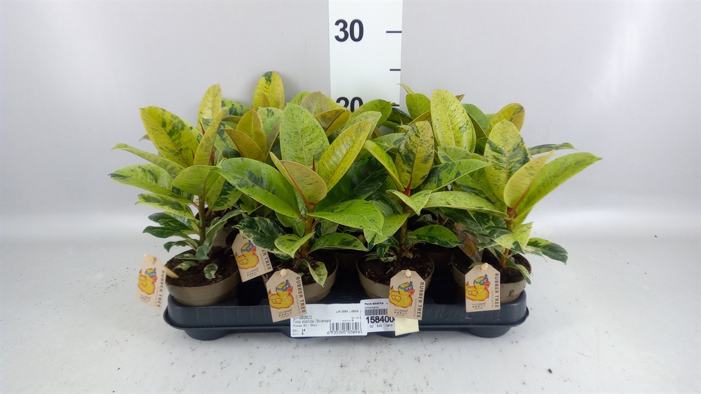 Ficus Mix 4 Spieces 9Ø 30cm