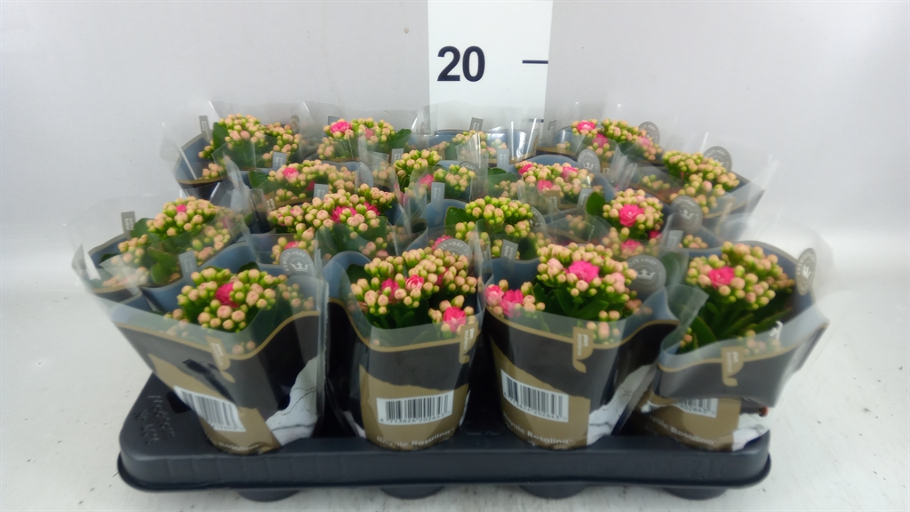 Kalanchoe Double Rosalina Nando Pink 7Ø 15cm