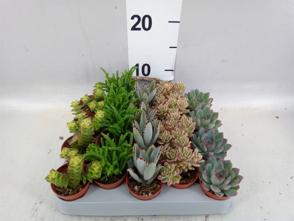 Succ Gem 5 Srt 505Ø