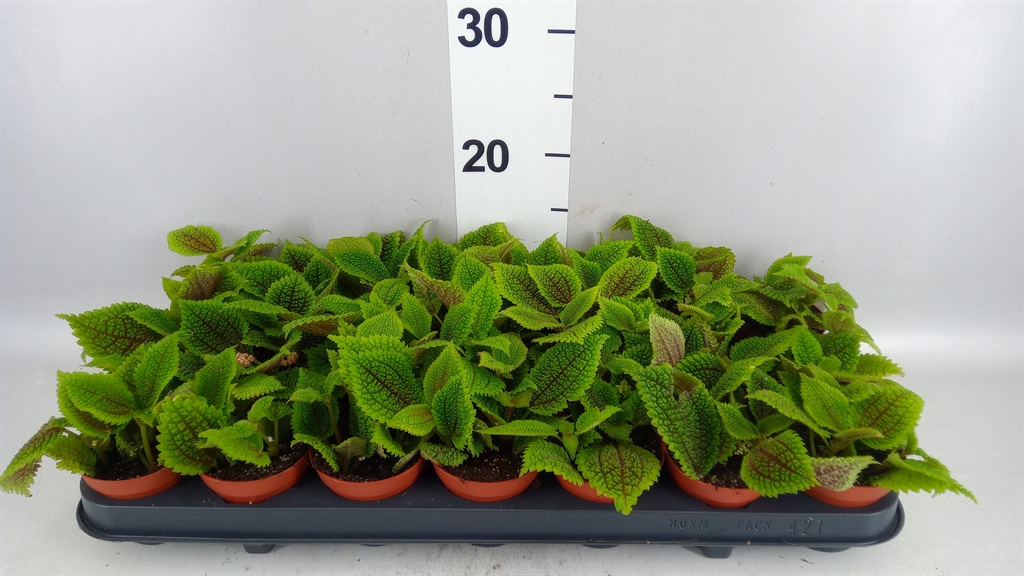 Pilea Moon Valley 8Ø 10cm