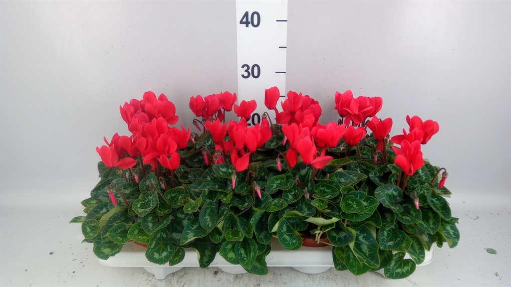Cyclamen Super Serie Allure 10Ø 20cm