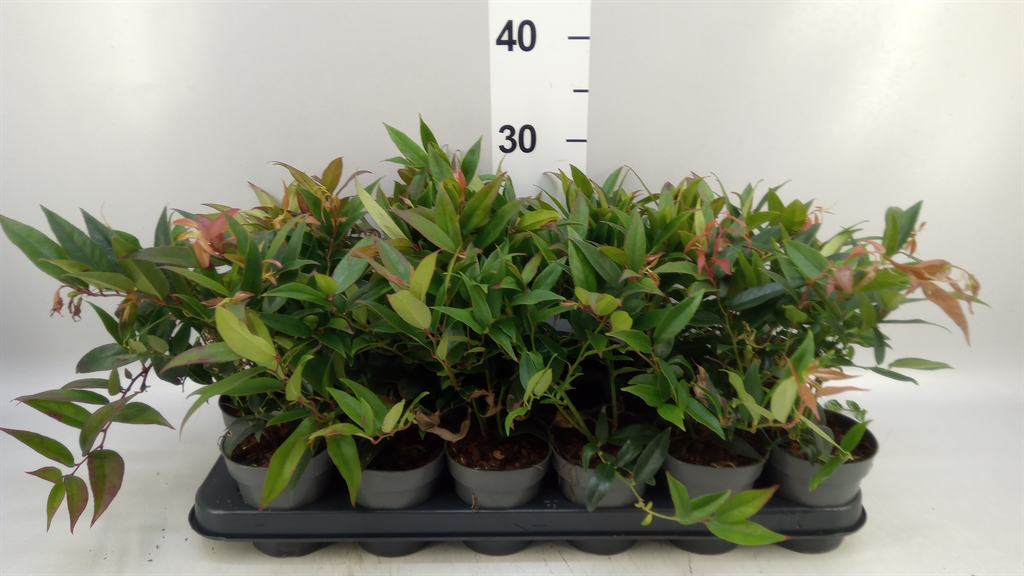 Leucothoe Zeblid 9Ø 13cm
