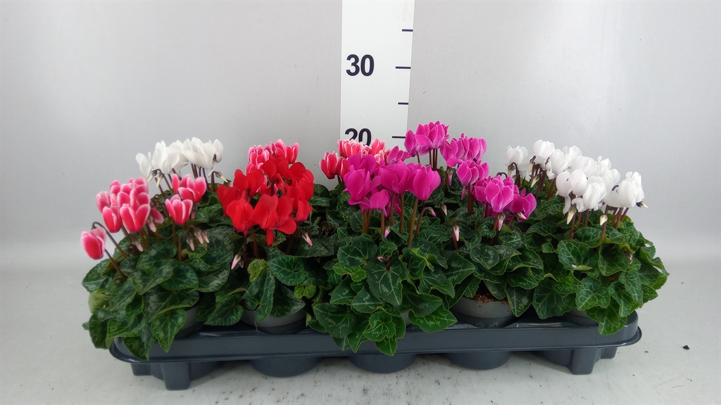 Cyclamen Super Serie Verano 10Ø 23cm