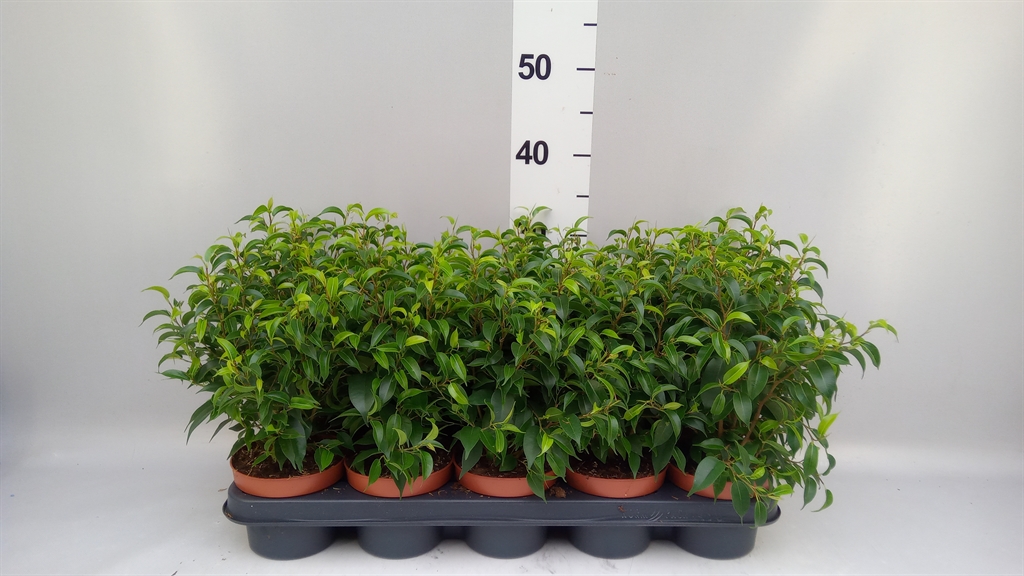 Ficus Benjamina Natasja 12Ø 30cm