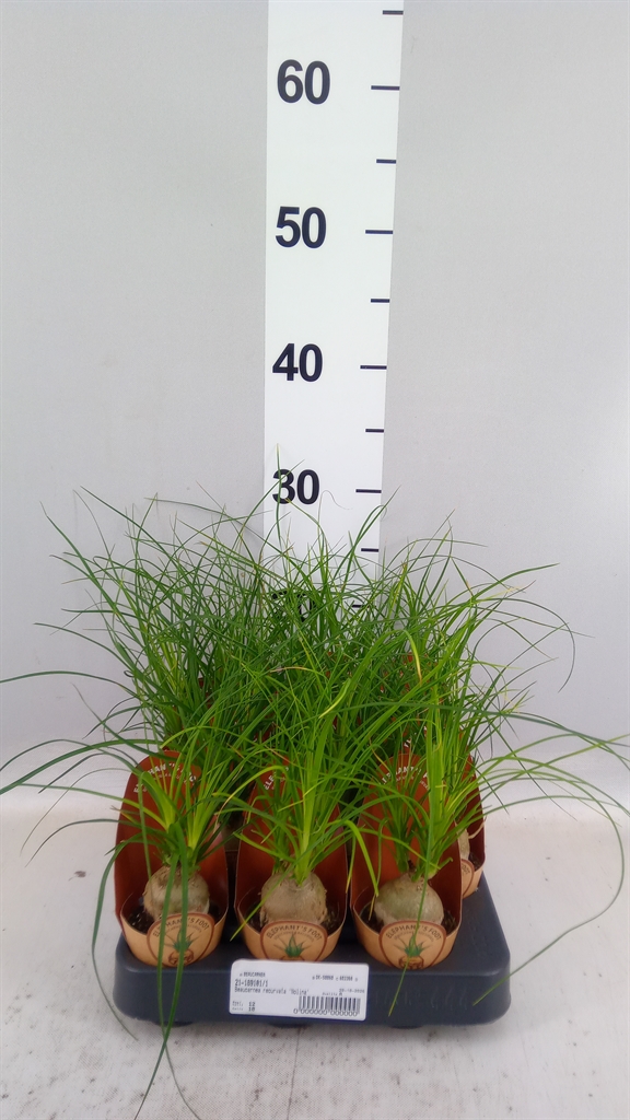 Nolina (BEAUCARNEA) 6Ø 25cm