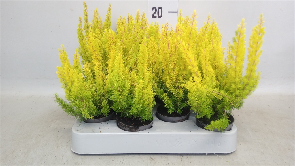 Erica Arborea Albert's Gold 6Ø 15cm