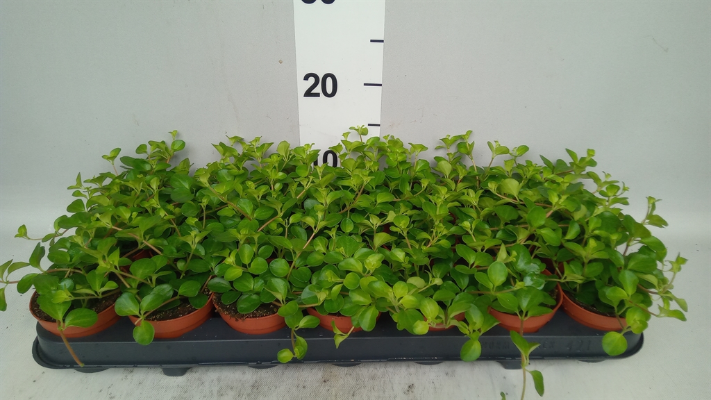 Pep Rotundifolia 508Ø 12cm